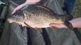 Spiegelkarper 18 links 10092015 2kilo