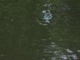 IMG 1218 (Small)