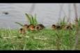 IMG 8344 (Small)