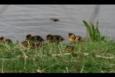 IMG 8345 (Small)