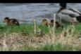 IMG 8346 (Small)