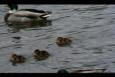 IMG 8347 (Small)