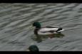 IMG 8356 (Small)