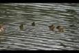 IMG 8361 (Small)